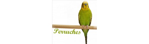 Perruches