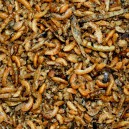 Birdfood Insect 50%