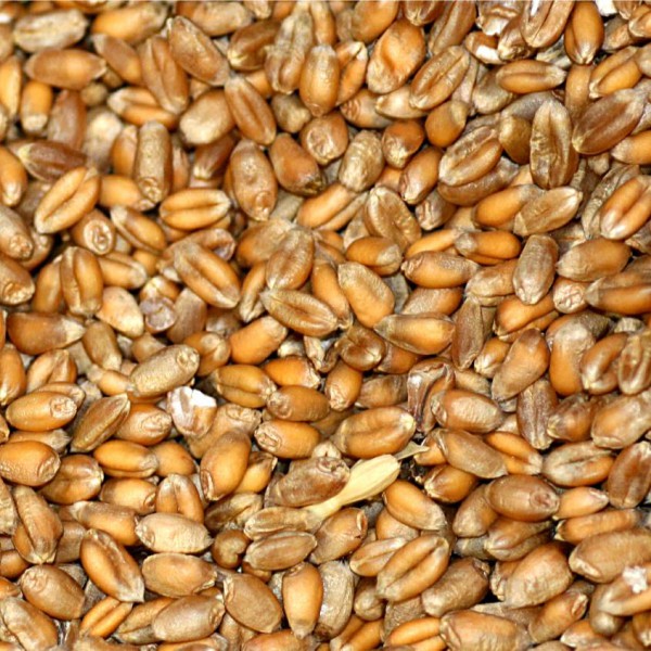 Son de blé gros - Les diverses farines - MOULIN GIRAUD