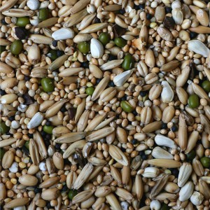 Graines à germer pour Perruches