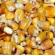 Mais gros grain (carpes)