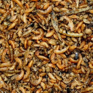 Insect-Pâtée ORLUX PREMIUM (50% d'insectes) 
