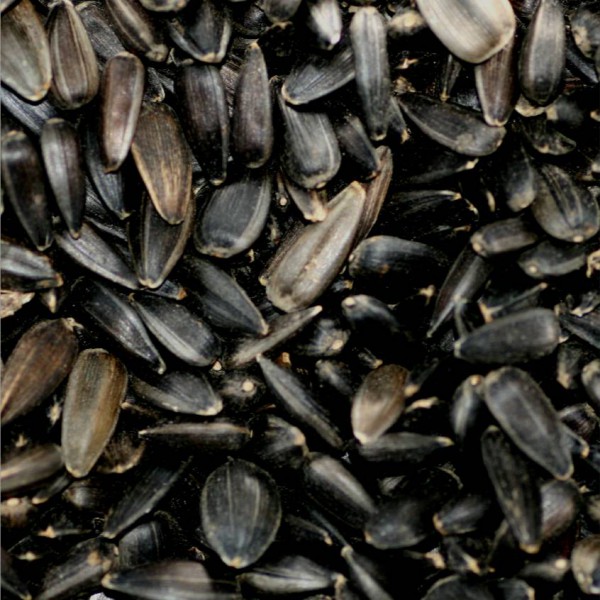 Graines de tournesol noir pour oiseaux sauvages, 15 kg de PICARDIE