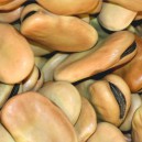 Grosses fèves