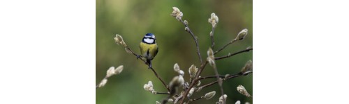 Oiseaux de la nature